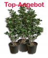 Aronia Nero 3er-Set 4-jhrig, im 5L-Topf (60-100cm)