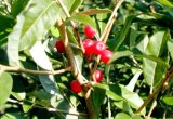 Essbare lweide 40/60 cm (Elaeagnus multiflora) getopft